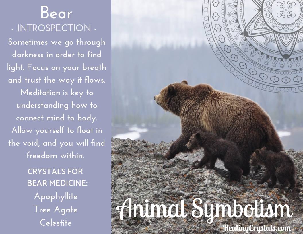 2024's 10 Bear Symbolism Facts & Meaning: A Totem, Spirit & Power Animal
